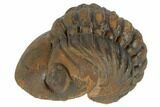 Enrolled Reedops Trilobite - Atchana, Morocco #190583-1